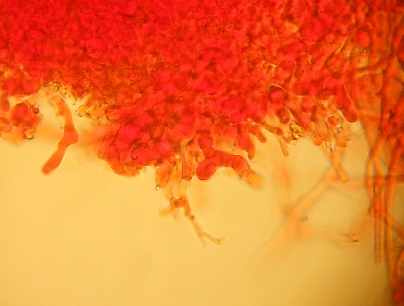 da determinare (Laeticorticium roseum)